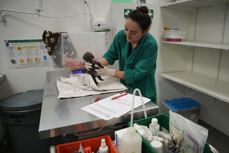 No cuddles, but lots of care: How a Paris-area wildlife hospital keeps rescued animals wild