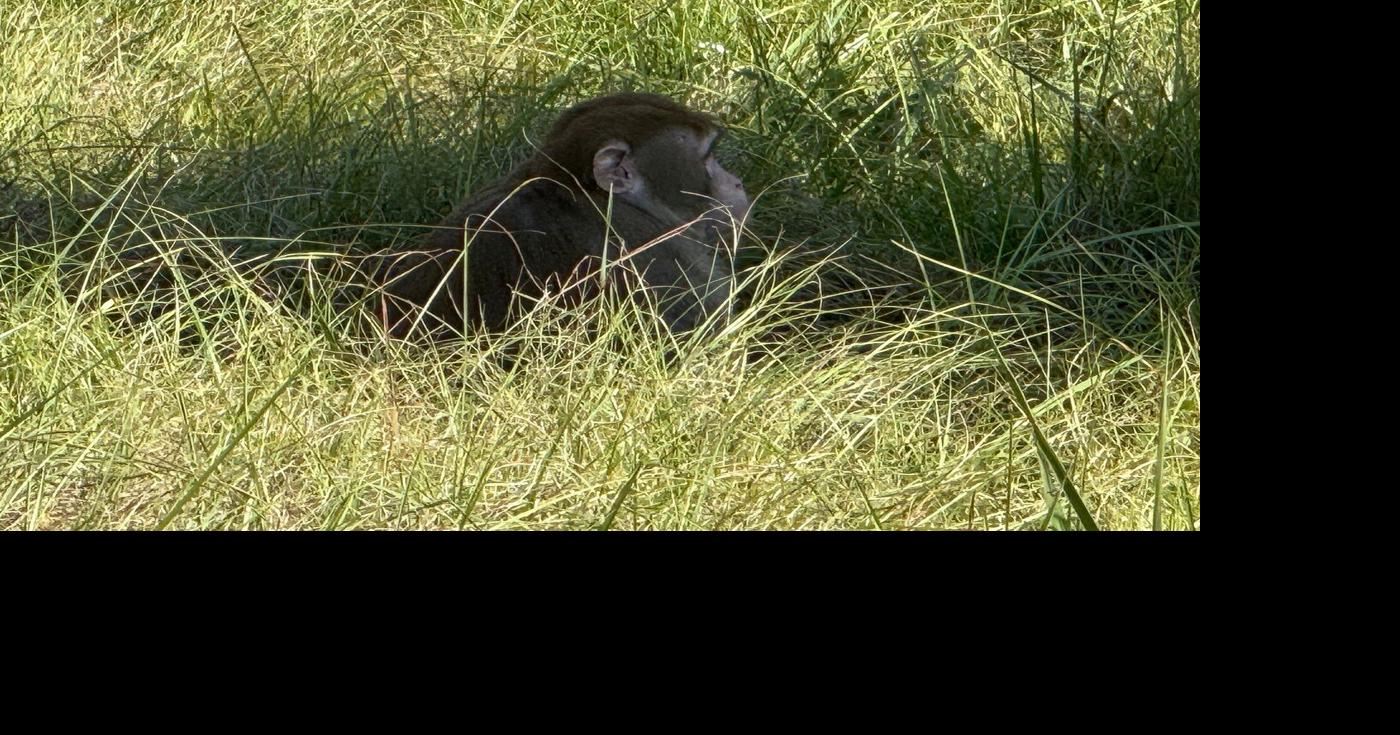 Mississippi mother kills escaped monkey fearing for her children's ...