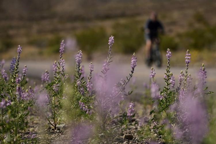 Wet winter gives way to colorful 'Superbloom' in US West