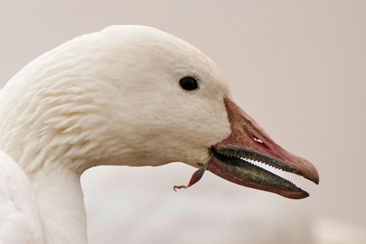 Snow geese take off for the Arctic in mesmerizing sunrise display