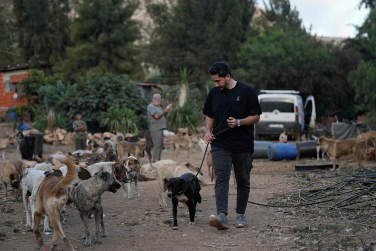 Photos of pets and farm animals rescued from the war in southern Lebanon