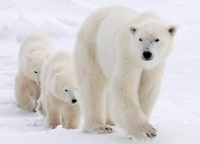 La grippe aviaire redoutée chez les ours polaires après la mort d'un ours en Alaska