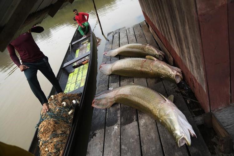 Severe droughts threaten the sustainable catch of the Amazon's giant fish
