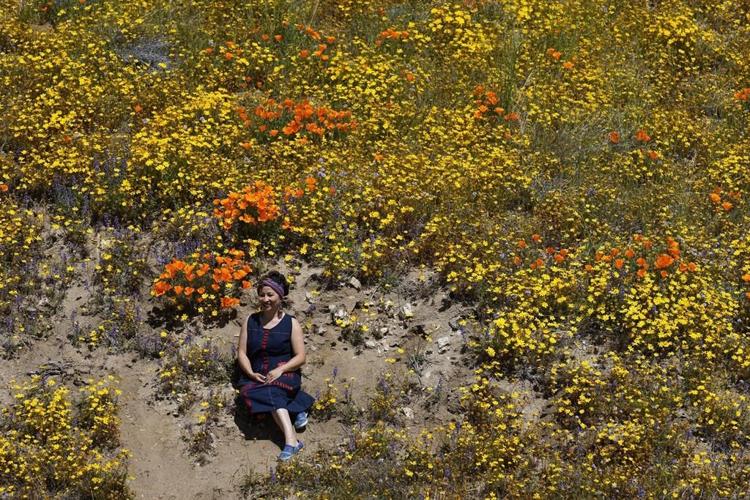 Wet winter gives way to colorful 'Superbloom' in US West