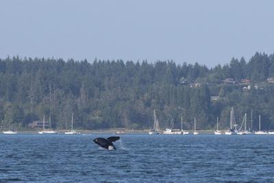 Mother orca and children make 'grocery shopping' trip near downtown Vancouver