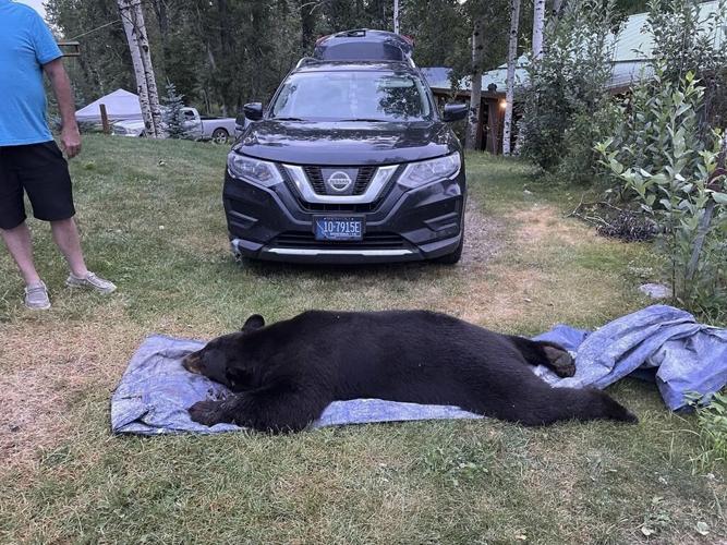 Black bear shot and killed by Montana man in his living room after break-in
