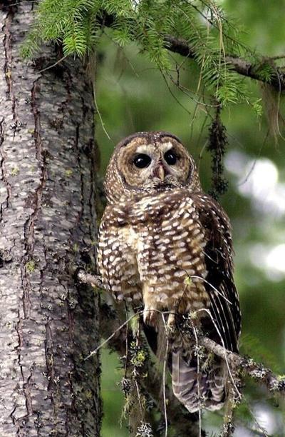 Judge probes eight-month wait for federal minister's owl protection recommendation
