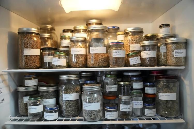 California's big bloom aids seed collectors as climate change and wildfires threaten desert species