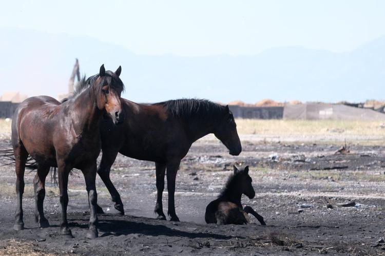 Animal welfare activists in Montenegro worried about horses in scorching European heat
