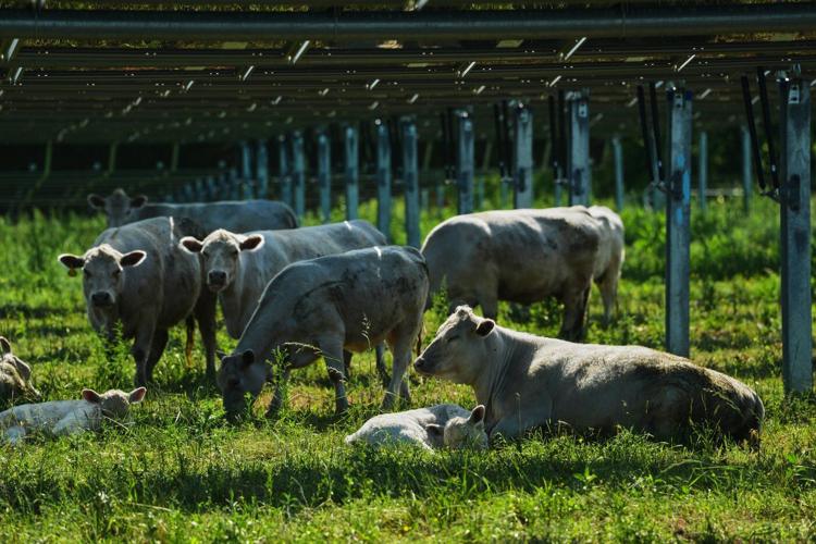 Solar ranch in Tennessee aims to prove grazing cattle under the panels is a farmland win-win