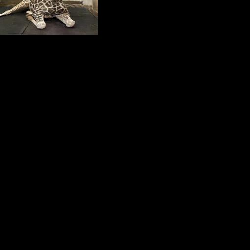 Beloved giraffe of South Dakota zoo euthanized after foot injury