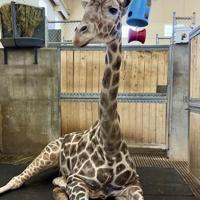 Beloved giraffe of South Dakota zoo euthanized after foot injury