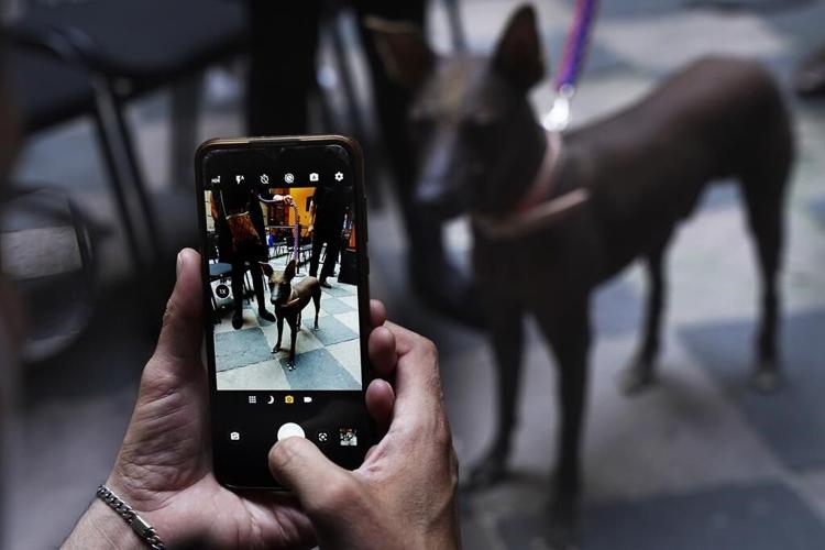 Dog owners tout Xolos' loyalty and sacred underworld history