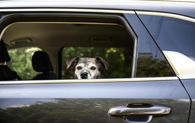 U.S. relaxes planned regulations for dogs crossing border from rabies-free countries