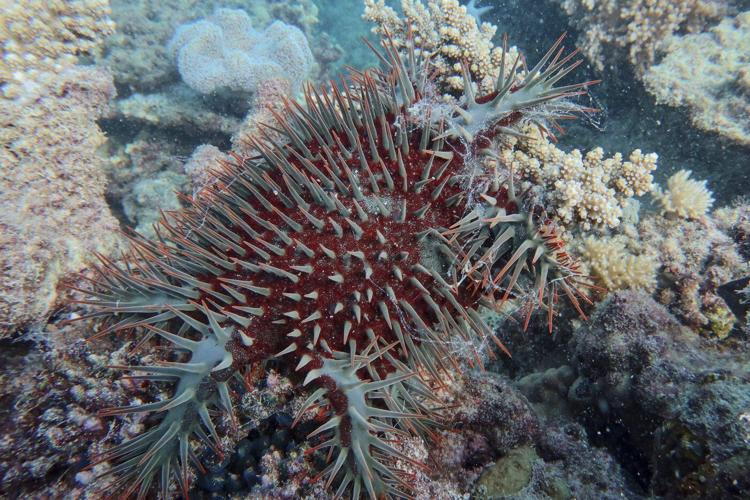 Great Barrier Reef records largest annual coral loss in 39 years