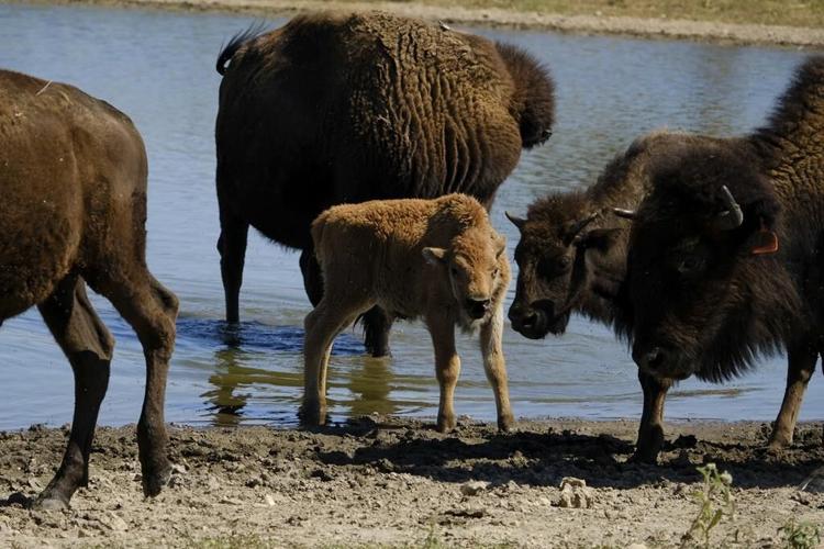 US to focus bison restoration on expanding tribal herds