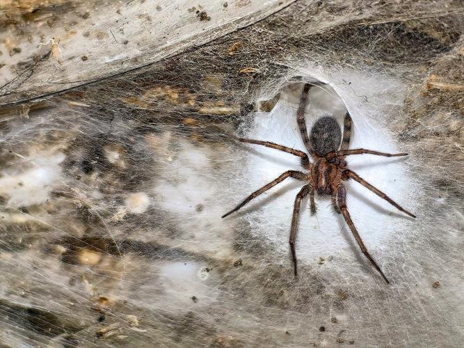 Arachnid super-web reveals the surprising 'constant party' life of cohabiting spiders
