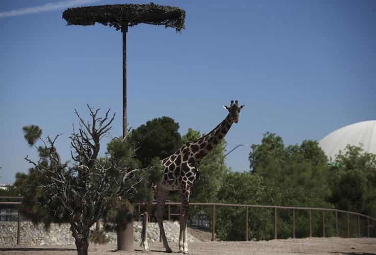 Benito the giraffe leaves extreme weather at Mexico's border and heads to a more congenial home