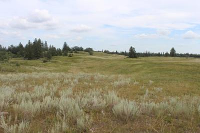 Nature Conservancy of Canada releases action plan to protect Prairie grasslands