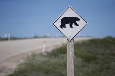 Tory candidate won't apologize for joking that polar bears could deal with homeless