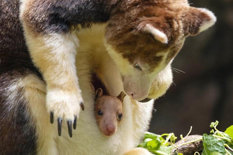 A 7-month-old tree kangaroo peeked out of its mom's pouch at the Bronx Zoo and here are the photos