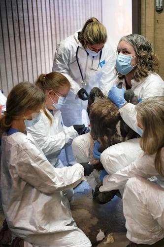 New vaccine expected to give endangered California condors protection against deadly bird flu