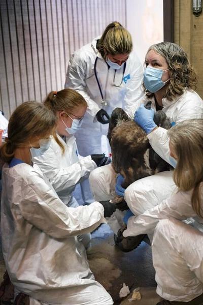New vaccine expected to give endangered California condors protection against deadly bird flu