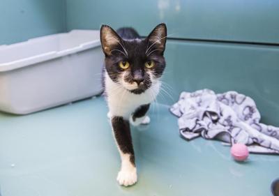 Ban on several cosmetic surgeries for pets now in effect in Quebec