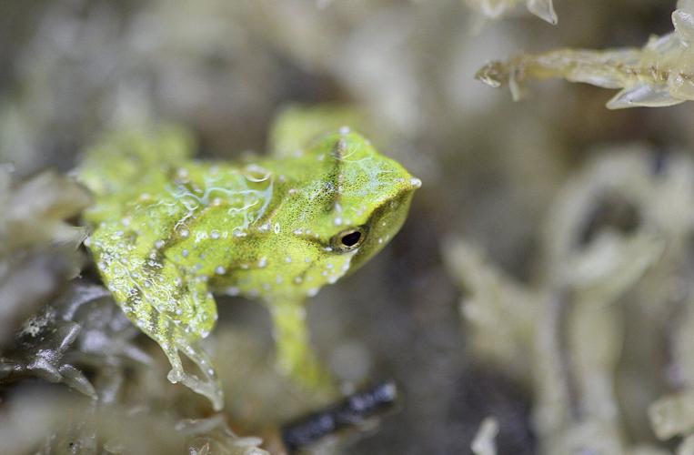 Scientists hope these tiny froglets can save their species