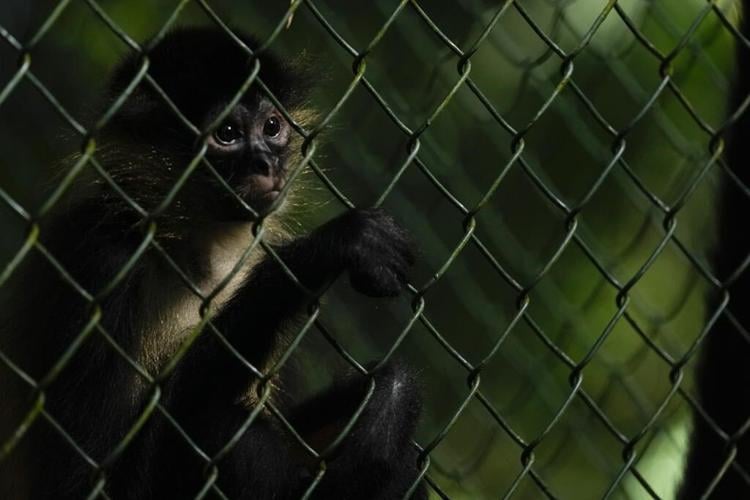 Panama confronts illegal trafficking of animals