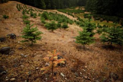 Drought, lack of rain, high temperatures and wildfires by the numbers in B.C.