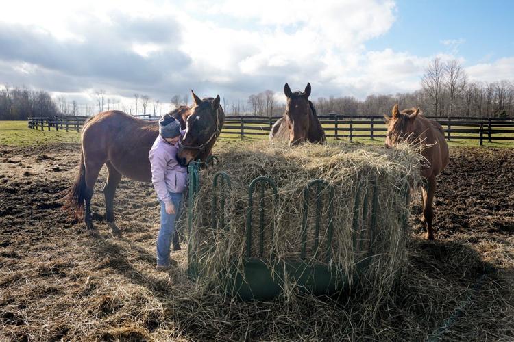 Photo Gallery: Da Silva implementing horses into wellness program