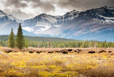 Three bison harvested in Indigenous-led Banff ɫtv Park ceremonial hunt