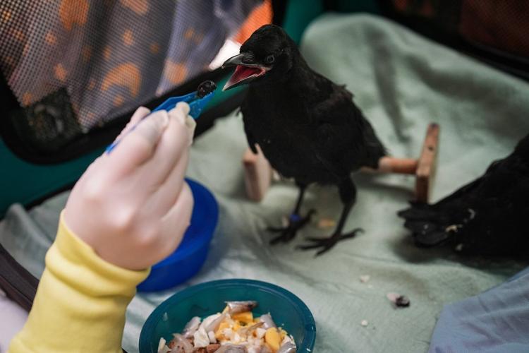 Dive-bombed or not, Vancouverites are still pro-crow, researchers say