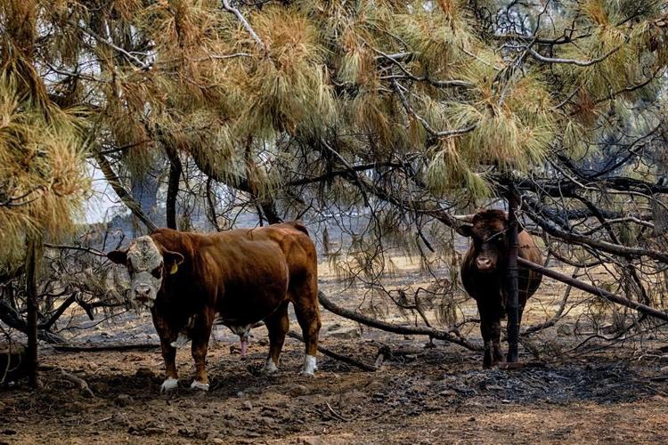 Behind the lines of red-hot wildfires, volunteers save animals with a warm heart and a cool head