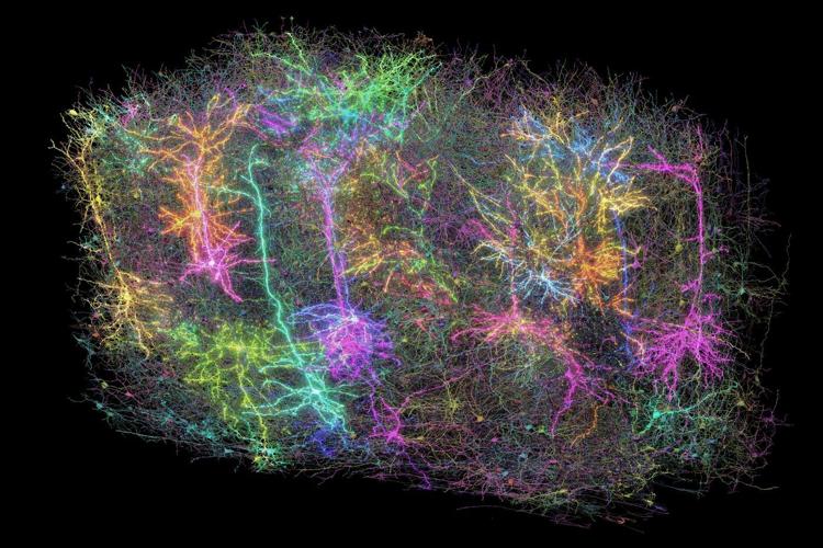 Scientists map part of a mouse's brain that's so complex it looks like a galaxy