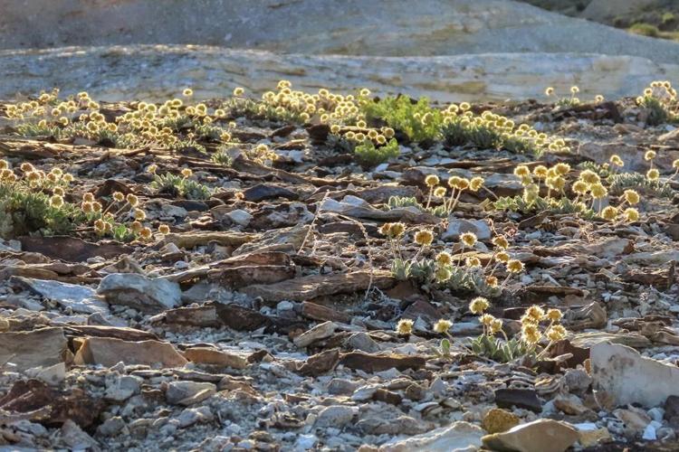 US advances review of Nevada lithium mine amid concerns over endangered wildflower