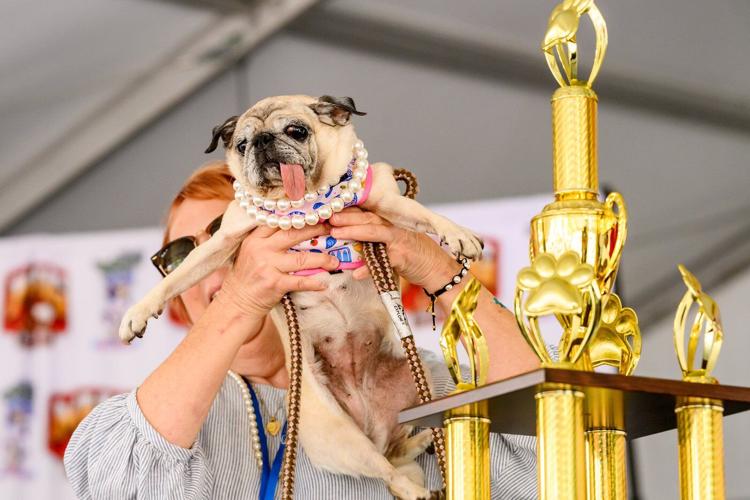 Photos show the World’s Ugliest Dog Contest in California