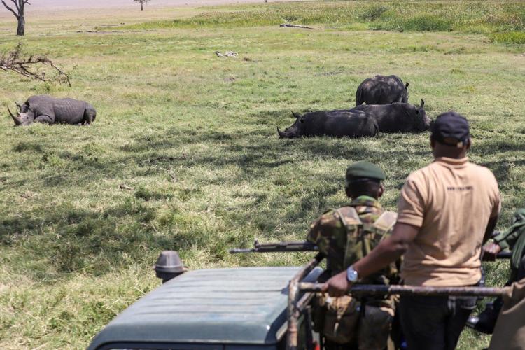 'Wildlife corridors' are encouraged to support Kenya's recovering animal populations