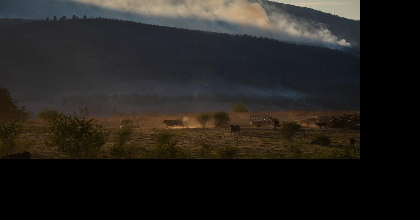 Coverage image for: Why some B.C. farmers stay to fight, despite wildfire evacuation orders