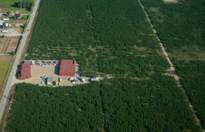 $5-million climate program to help B.C.'s tree fruit growers in extreme weather