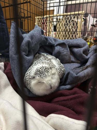 One owl rescued by a Minnesota woman is euthanized; efforts to save the other continue
