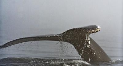 Humpback whale dead after ferry crew reports collision off B.C. coast