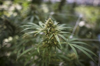 MediPharm Labs sells facility in Hope, B.C., to Rubicon Organics for $4.5M