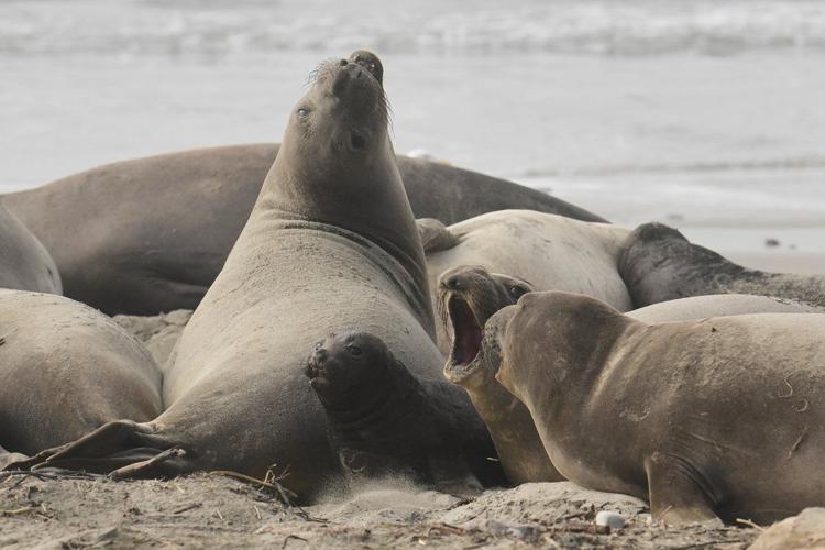Elephant seals return to Año Nuevo State Park. Visitors watch battling bulls and 75-pound pups