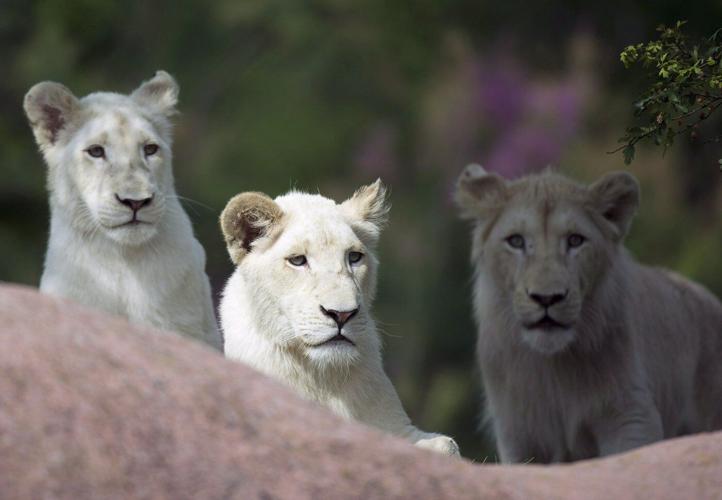 Fan-favourite lion put down at Toronto Zoo after months of veterinary care