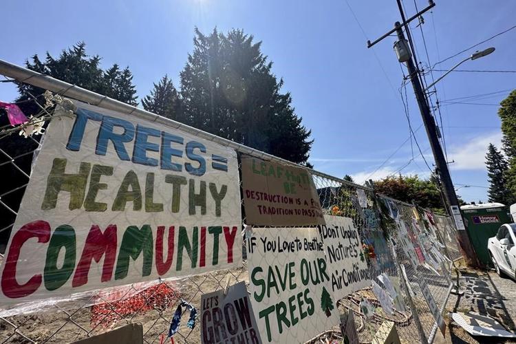 Seattle climate activists roost in old cedar tree to prevent it from being cut down for new housing