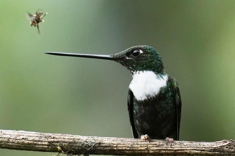 An ancient forest in Ecuador is the last stand for a tiny hummingbird facing extinction