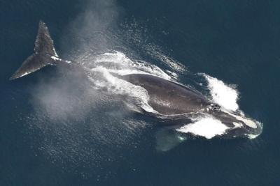 Environmental groups decry attempt to delay shipping rules intended to save whales