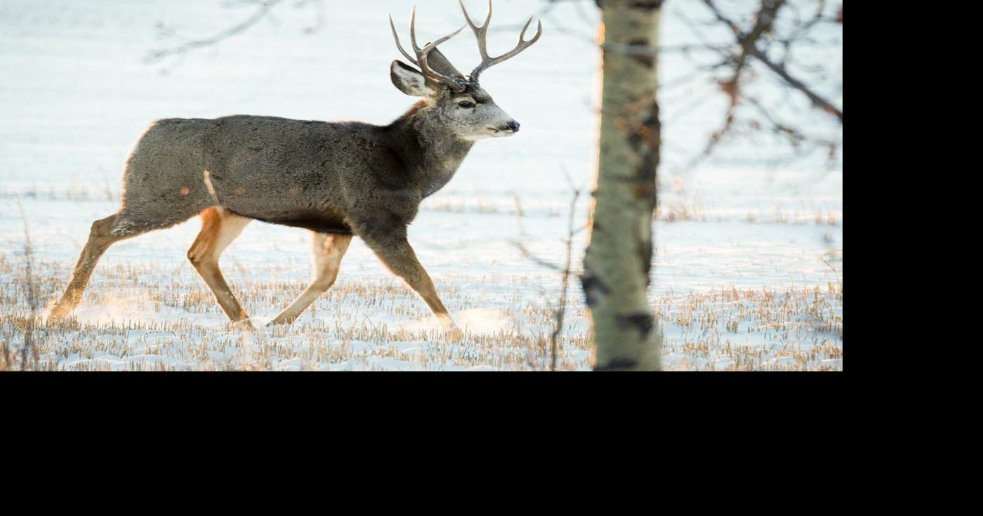 Hunters take issue with Saskatchewan's plan to end chronic wasting ...